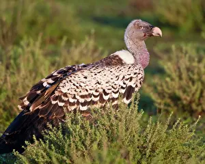 Rueppelli: Africa. Tanzania. Rueppell's Griffon Vulture