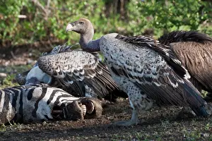 Rueppelli: Africa. Tanzania. Rueppell's Griffon Vulture
