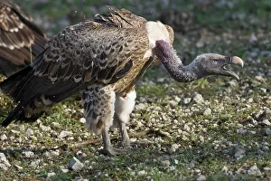 Rueppelli: Africa. Tanzania. Rueppell's Griffon Vulture
