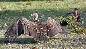 Ndutu: Africa. Tanzania. Rueppell's Griffon Vultures