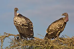Ndutu: Africa. Tanzania. Rueppell's Griffon Vultures