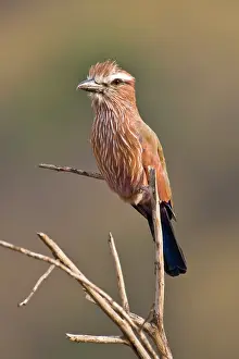 Roller: Africa. Tanzania. Rufous-crowned or Purple