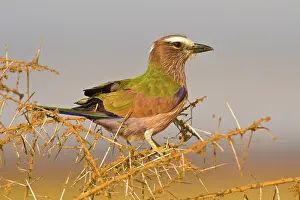 Roller: Africa. Tanzania. Rufous-crowned or Purple