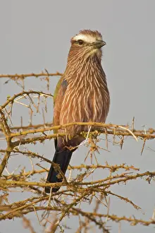 Roller: Africa. Tanzania. Rufous-crowned or Purple