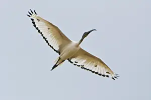 Threskiornis: Africa. Tanzania. Sacred Ibis flying in