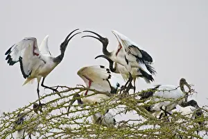 Threskiornis: Africa. Tanzania. Sacred Ibis in Manyara