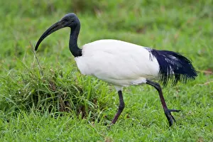 Threskiornis: Africa. Tanzania. Sacred Ibis in Ngorongoro