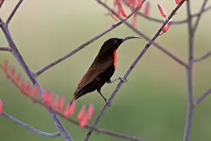 Ndutu: Africa. Tanzania. Scarlet-Chested Sunbird