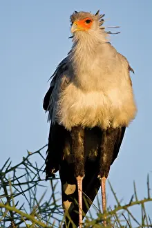 Ndutu: Africa. Tanzania. Secretary Bird at Ndutu