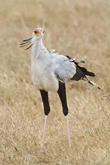 Ngorongoro: Africa. Tanzania. Secretary Bird in Ngorongoro