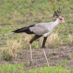 Tarangire: Africa. Tanzania. Secretary Bird at Tarangire