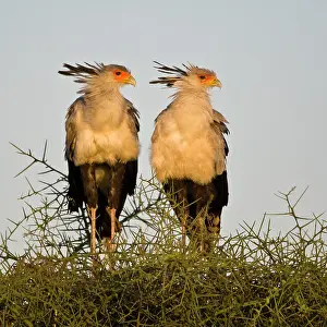 Ndutu: Africa. Tanzania. Secretary Birds at Ndutu