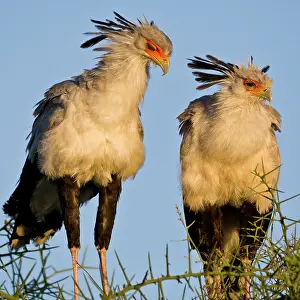 Ndutu: Africa. Tanzania. Secretary Birds at Ndutu