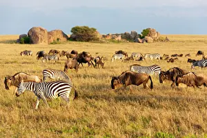 Goff: Africa, Tanzania, The Serengeti. Herd animals graze