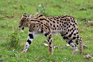 Serval: Africa. Tanzania. Serval Cat at Ngorongoro