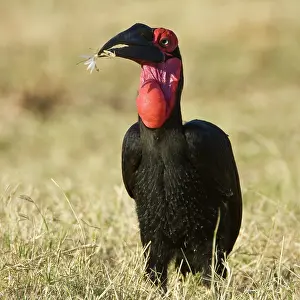 Manyara: Africa. Tanzania. Southern Ground Hornbill
