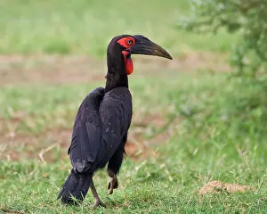 Manyara: Africa. Tanzania. Southern Ground Hornbill