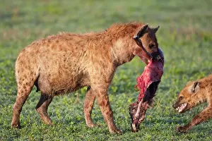 Hyena: Africa. Tanzania. Spotted Hyena with Wildebeest