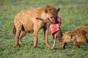 Hyena: Africa. Tanzania. Spotted Hyena with Wildebeest