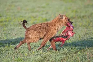 Hyena: Africa. Tanzania. Spotted Hyena with Wildebeest