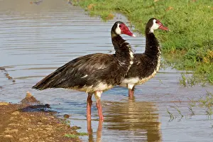 Gambensis: Africa. Tanzania. Spur-Winged Geese in Ngorongoro
