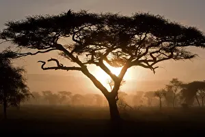 Ndutu: Africa. Tanzania. Sunrise in early morning