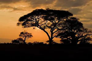 Tarangire: Africa. Tanzania. Sunset with Acacia and