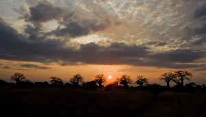 Tarangire: Africa. Tanzania. Sunset with Baobab trees