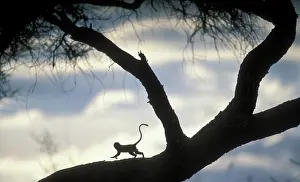 Lands: Africa, Tanzania, Tarangire National Park