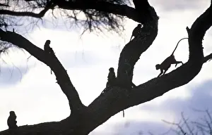 Vervet: Africa, Tanzania, Tarangire National Park