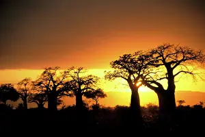Adansonia: Africa, Tanzania, Tarangire National Park