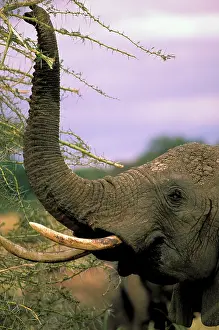 Tarangire: Africa, Tanzania, Tarangire Safari. African