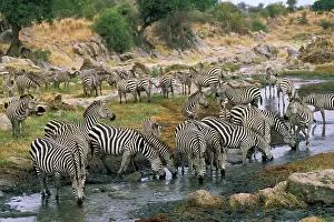 Watering: Africa, Tanzania, Tarangire Safari. Burchell