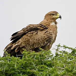 Ndutu: Africa. Tanzania. Tawny Eagle at Ndutu in