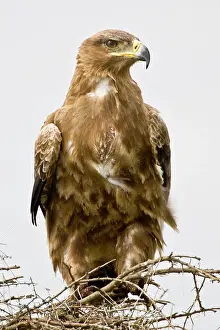Aquila: Africa. Tanzania. Tawny Eagle at Ndutu in