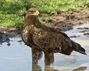 Aquila: Africa. Tanzania. Tawny Eagle at Ndutu in