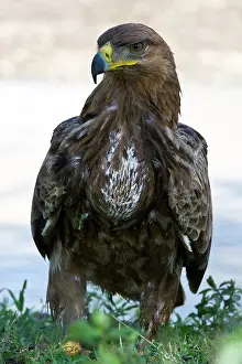 Aquila: Africa. Tanzania. Tawny Eagle at Ndutu in