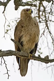 Tarangire: Africa. Tanzania. Tawny Eagle at Tarangire