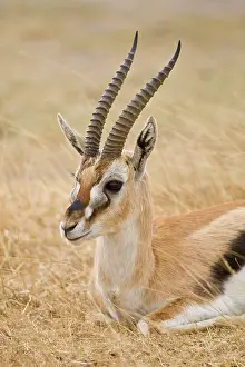 Gazella: Africa. Tanzania. Thompson's Gazelle at