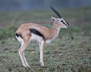 Ndutu: Africa. Tanzania. Thompson's Gazelle in