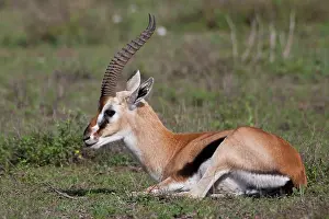 Ndutu: Africa. Tanzania. Thompson's Gazelle at