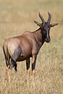 Topi: Africa. Tanzania. Topi at Serengeti NP