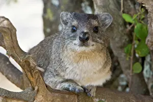 Arboreus: Africa. Tanzania. Tree Hyrax in Serengeti