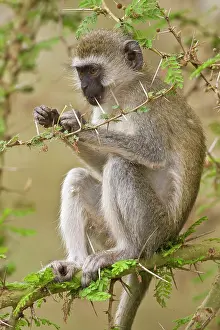 Vervet: Africa. Tanzania. Vervet Monkey at Manyara