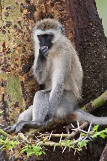 Vervet: Africa. Tanzania. Vervet Monkey at Ngorongoro