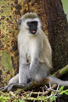 Vervet: Africa. Tanzania. Vervet Monkey at Ngorongoro