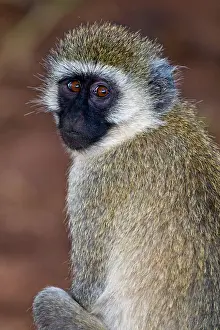 Vervet: Africa. Tanzania. Vervet Monkey in Tarangire