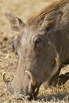 Warthog: Africa. Tanzania. Warthog at Ngorongoro