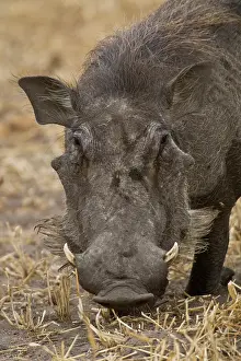 Warthog: Africa. Tanzania. Warthog at Tarangire NP