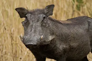Warthog: Africa. Tanzania. Warthog at Tarangire NP